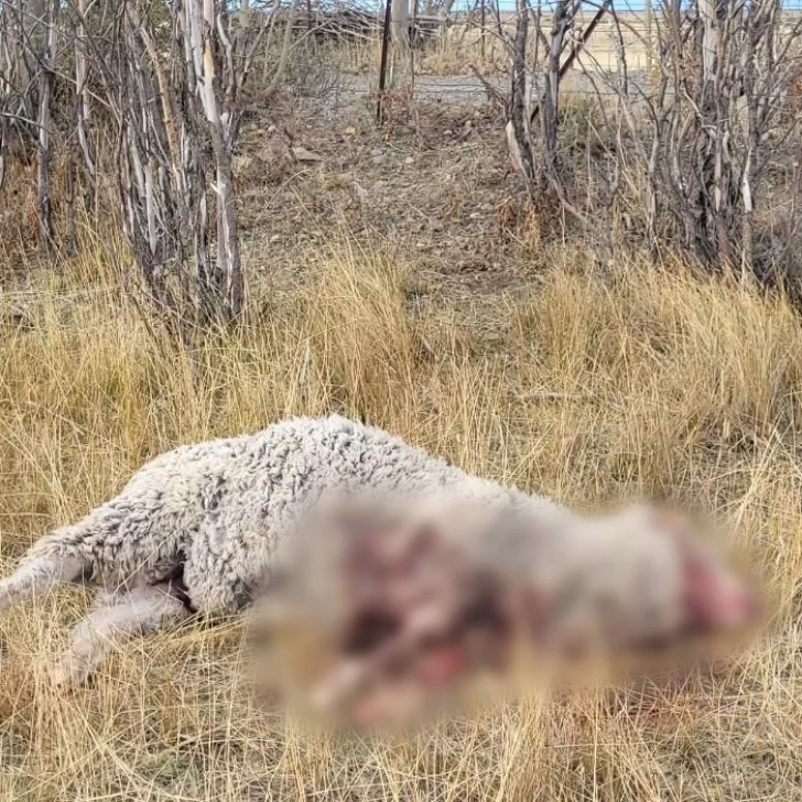Imágenes sensibles: jauría atacó a 36 ovejas en estancia Güer Aike