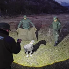 Rescataron a un cóndor andino intoxicado y lo trasladaron a Temaiken