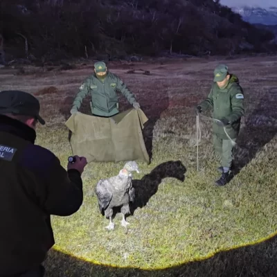Rescataron a un cóndor andino intoxicado y lo trasladaron a Temaiken
