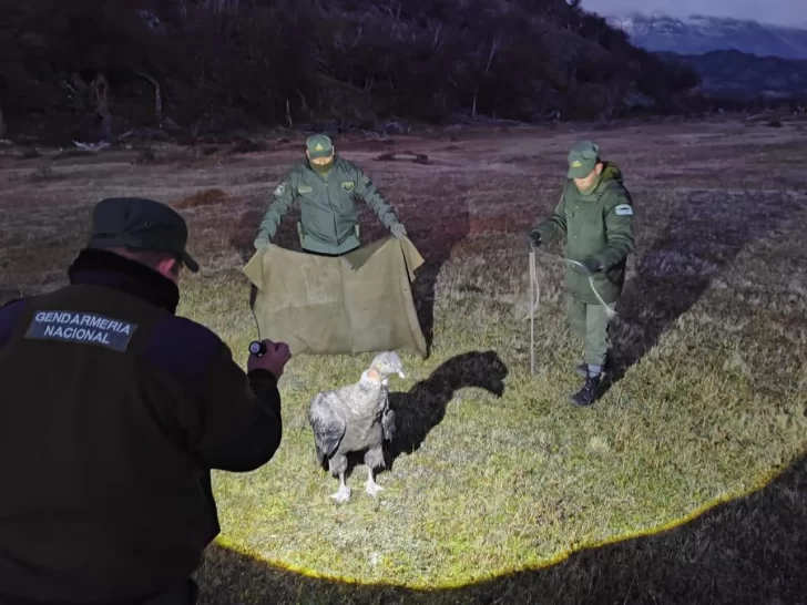 Rescataron a un cóndor andino intoxicado y lo trasladaron a Temaiken