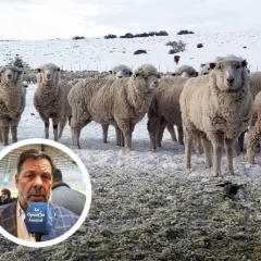 Ingreso de carne con hueso a la región: “No se puede castigar a la Patagonia por tener el mejor estatus del mundo”