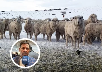 Ingreso de carne con hueso a la región: “No se puede castigar a la Patagonia por tener el mejor estatus del mundo”