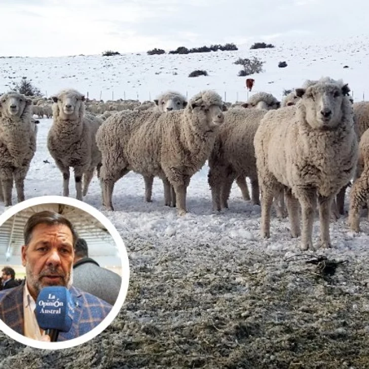 Ingreso de carne con hueso a la región: “No se puede castigar a la Patagonia por tener el mejor estatus del mundo”