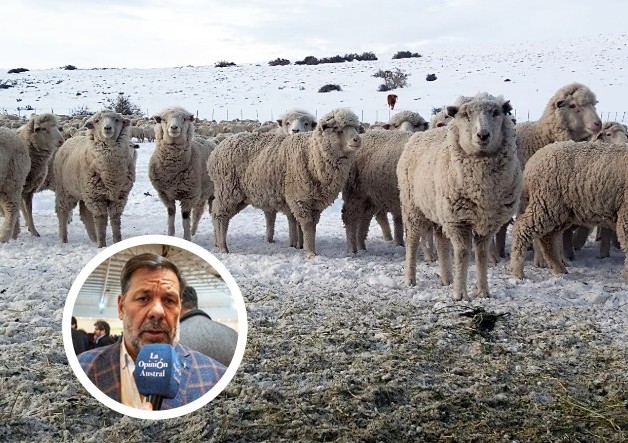 Ingreso de carne con hueso a la región: “No se puede castigar a la Patagonia por tener el mejor estatus del mundo”