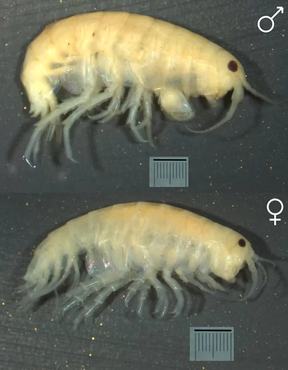 Ejemplares macho (arriba) y hembra (abajo) de Hyalella rioturbiensis, la nueva especie de crustáceo de agua dulce descubierta en cuerpos de agua cercanos a Río Turbio, en Santa Cruz. Ejemplares macho (arriba) y hembra (abajo) de Hyalella rioturbiensis, la nueva especie de crustáceo de agua dulce descubierta en cuerpos de agua cercanos a Río Turbio, en Santa Cruz.