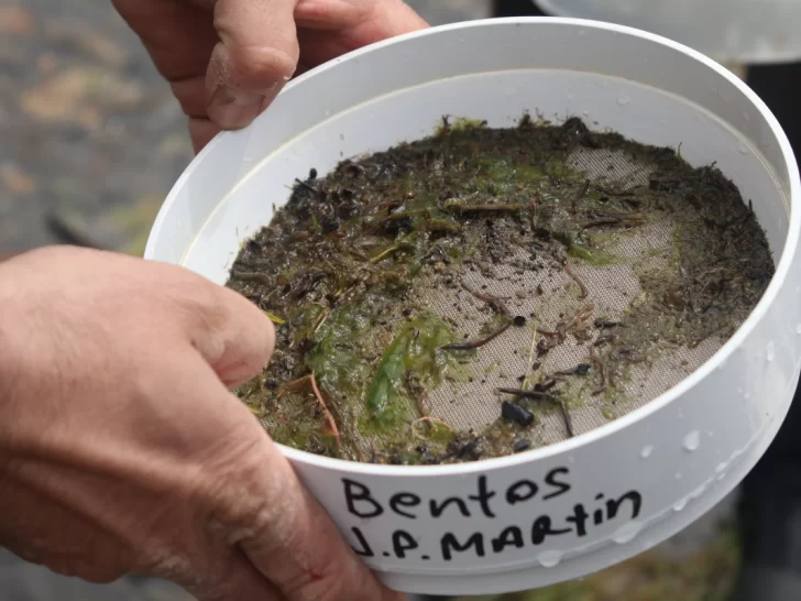  Muestras bentónicas recolectadas por el equipo de investigación en cuerpos de agua de la cuenca carbonífera.