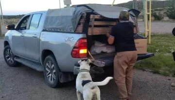 Un hombre fue demorado por llevar galinas vivas y carne de jabalí en una camioneta