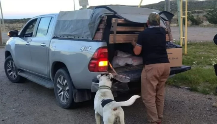 Un hombre fue demorado por llevar galinas vivas y carne de jabalí en una camioneta