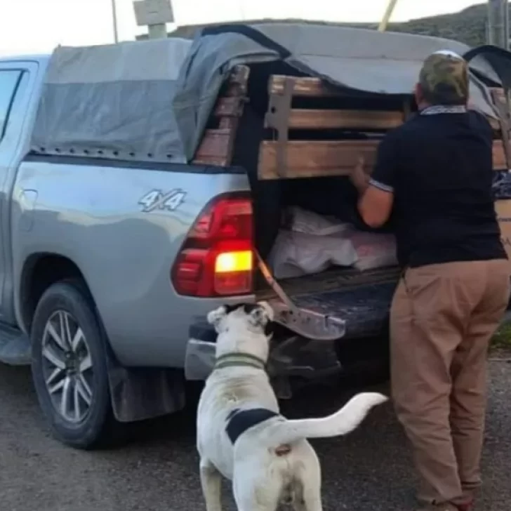 Un hombre fue demorado por llevar galinas vivas y carne de jabalí en una camioneta