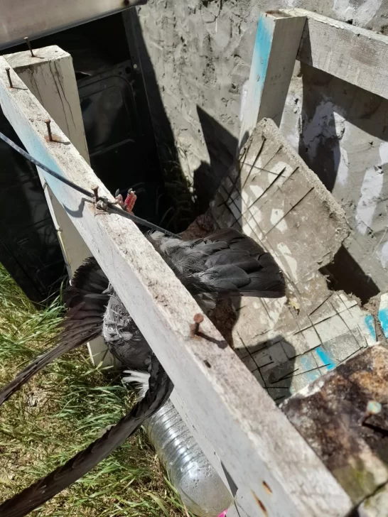  La paloma que había aparecido colgada en la casa de la vecina. (FOTO: LA OPINIÓN AUSTRAL)