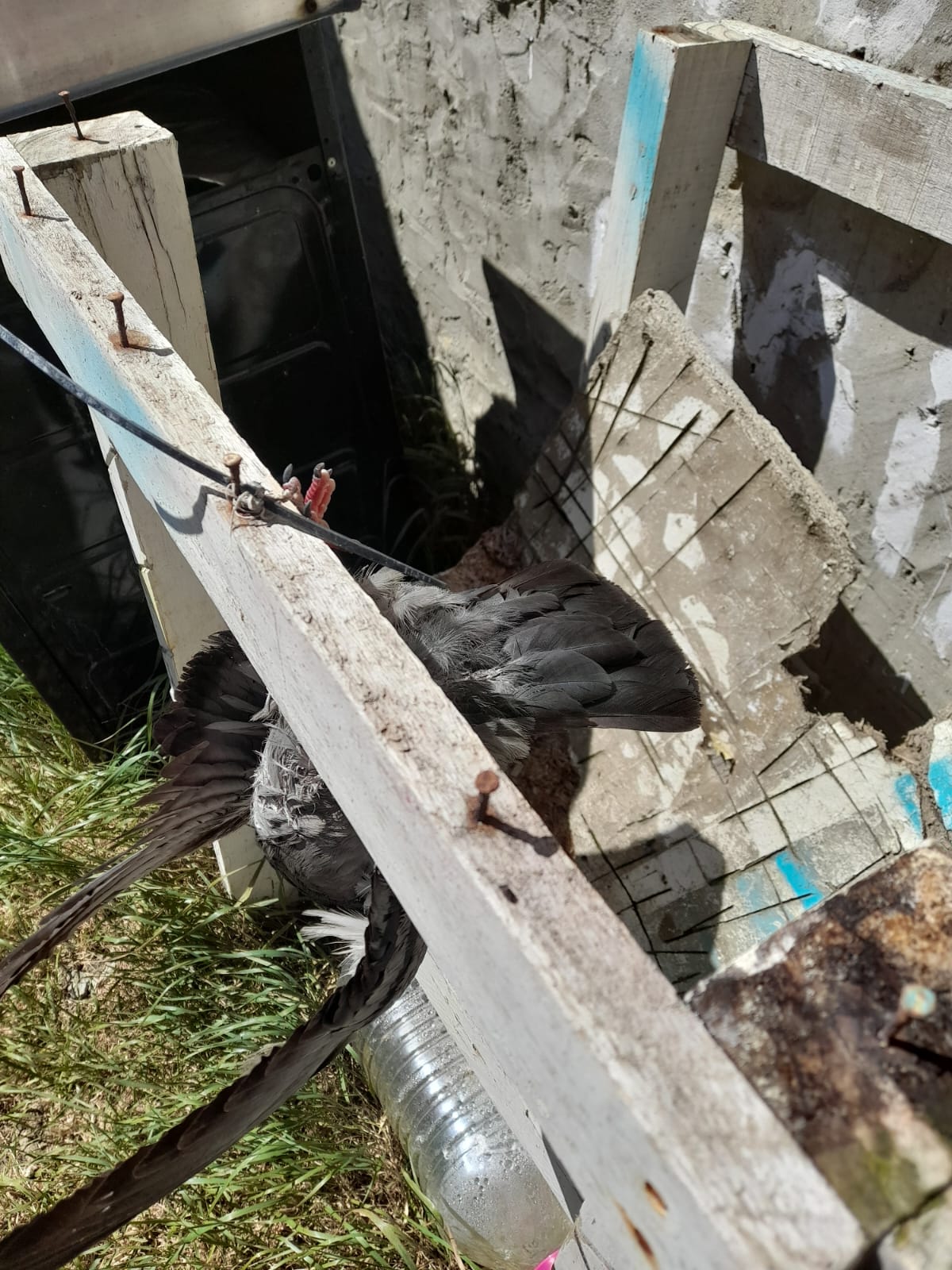  La paloma que había aparecido colgada en la casa de la vecina. (FOTO: LA OPINIÓN AUSTRAL)
