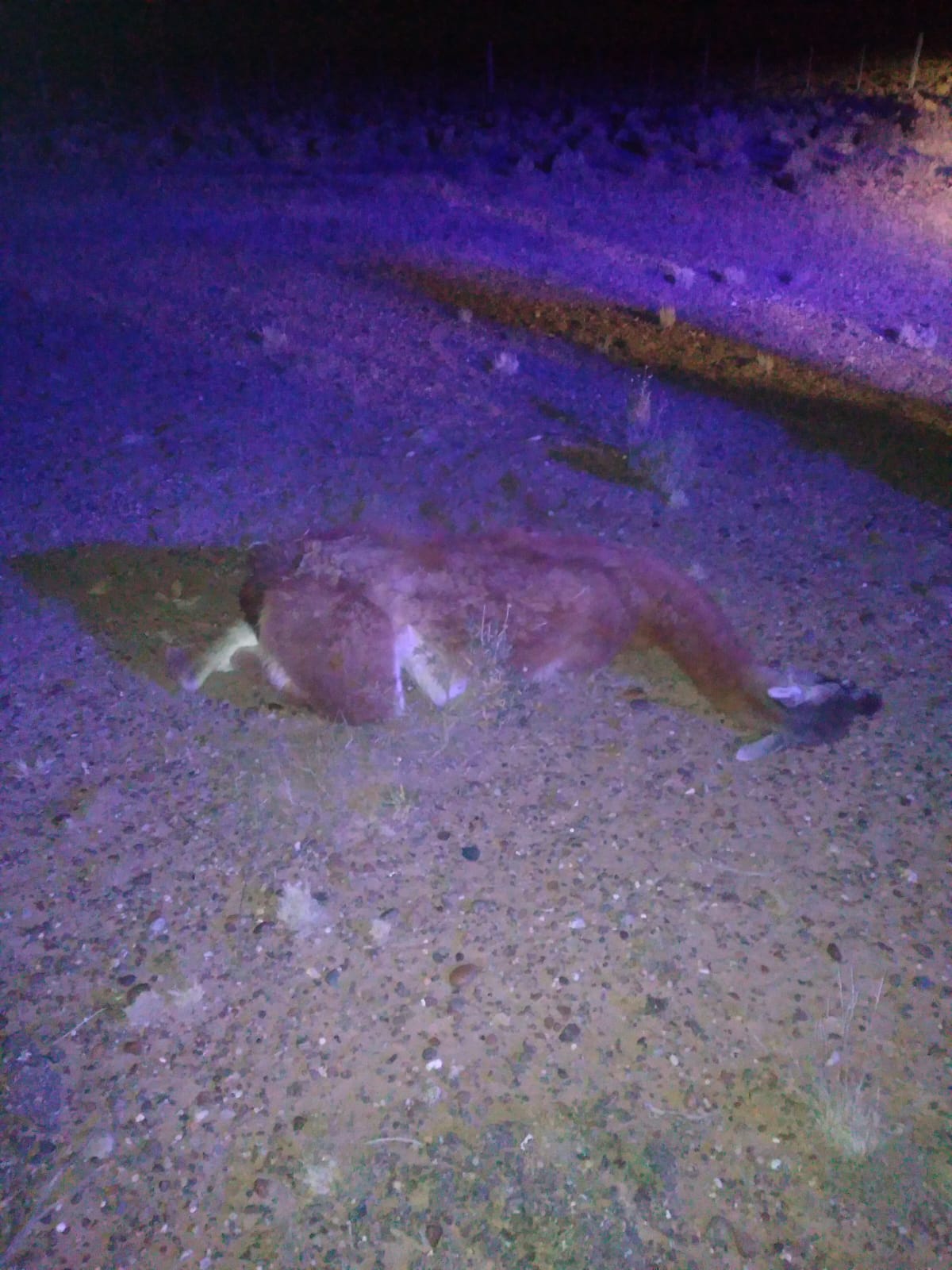  El camélido quedó tendido a la vera de la ruta. (FOTO: POLICÍA SANTA CRUZ)