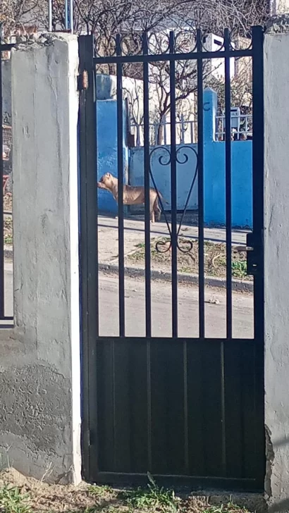 Uno de los perros pitbulls. Uno de los perros pitbulls.