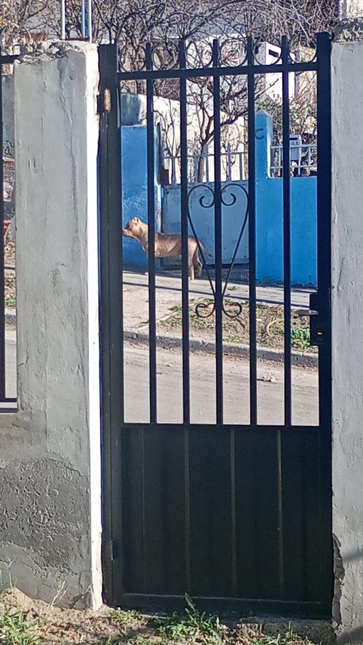  Uno de los perros pitbulls.