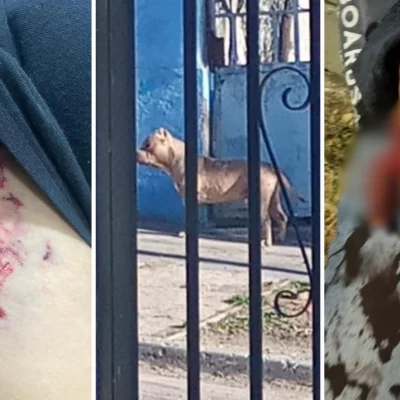 El juez de Faltas de Caleta Olivia ordenó la eutanasia para los pitbulls que atacaron a un vecino del barrio Parque