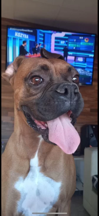  Zeus, el boxer que fue brutalmente atacado en su patio y murió.