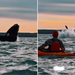 Video. Ballenas Francas sorprendieron a un grupo de kayakistas en la ría de Puerto Deseado