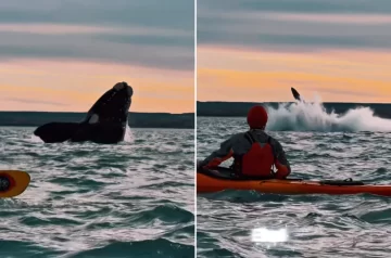 Video. Ballenas Francas sorprendieron a un grupo de kayakistas en la ría de Puerto Deseado