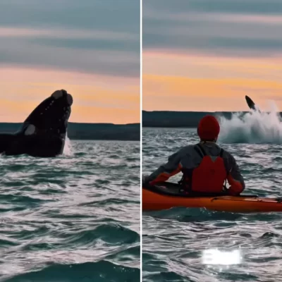 Video. Ballenas Francas sorprendieron a un grupo de kayakistas en la ría de Puerto Deseado