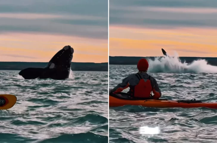 Video. Ballenas Francas sorprendieron a un grupo de kayakistas en la ría de Puerto Deseado
