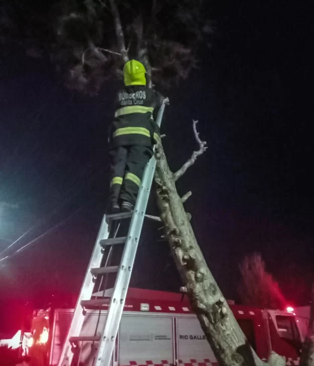 Un bombero arriba de una escalera, intentando bajar al gato. (FOTO: POLICÍA SANTA CRUZ) Un bombero arriba de una escalera, intentando bajar al gato. (FOTO: POLICÍA SANTA CRUZ)