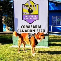La Policía de Santa Cruz despidió con tristeza a “Choco”, el perro héroe que dejó una huella imborrable: “Un compañero leal, un guardián incansable”