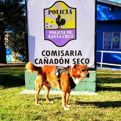 La Policía de Santa Cruz despidió con tristeza a “Choco”, el perro héroe que dejó una huella imborrable: “Un compañero leal, un guardián incansable”