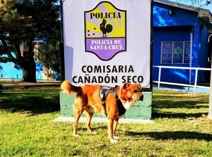 La Policía de Santa Cruz despidió con tristeza a “Choco”, el perro héroe que dejó una huella imborrable: “Un compañero leal, un guardián incansable”