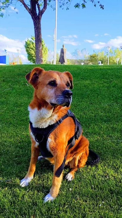 La Policía de Santa Cruz despidió con tristeza a &#8220;Choco&#8221;, el perro héroe que dejó una huella imborrable: &#8220;Un compañero leal, un guardián incansable&#8221;