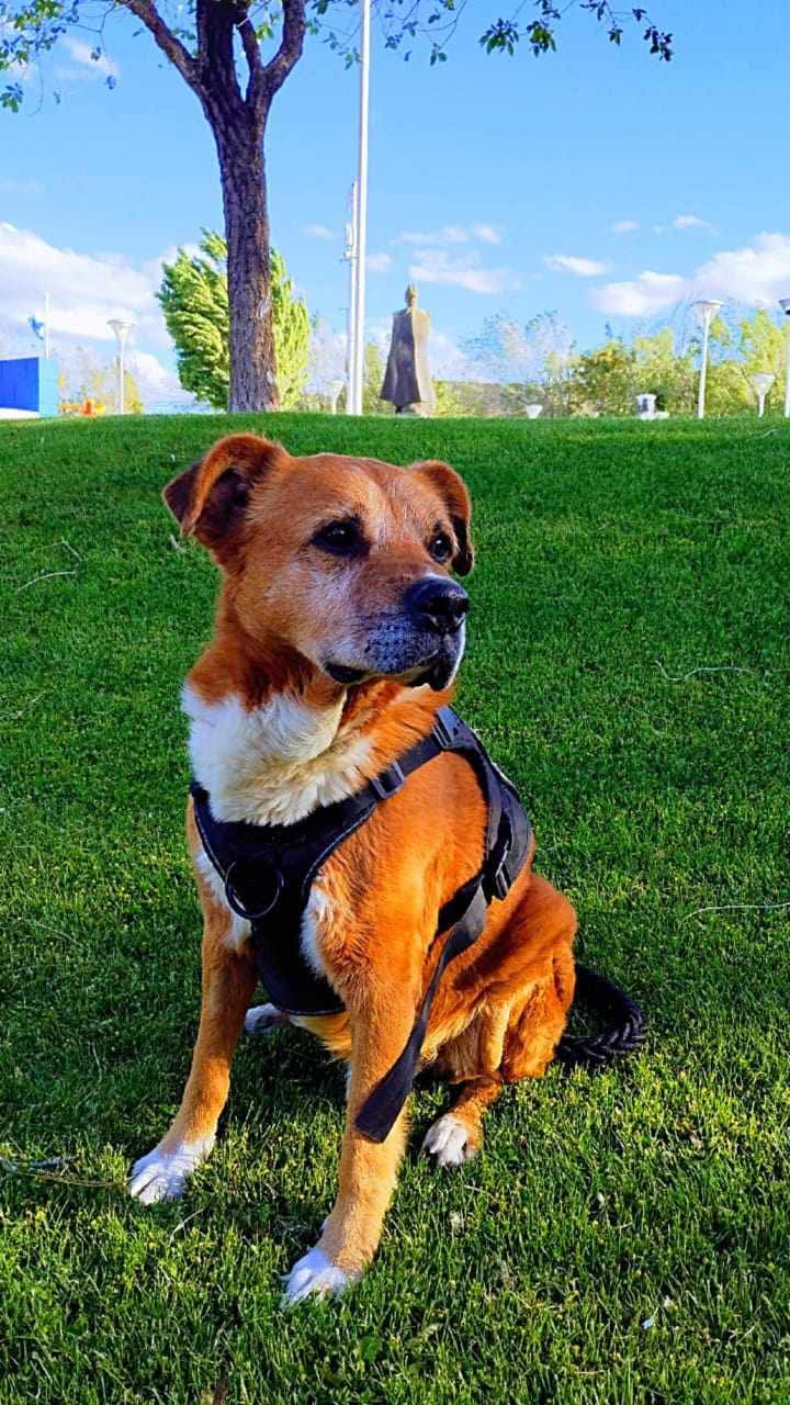 La Policía de Santa Cruz despidió con tristeza a &#8220;Choco&#8221;, el perro héroe que dejó una huella imborrable: &#8220;Un compañero leal, un guardián incansable&#8221;