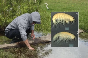 Investigadores de la UNPA descubrieron una nueva especie de crustáceo de agua dulce en Santa Cruz
