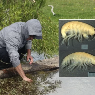 Investigadores de la UNPA descubrieron una nueva especie de crustáceo de agua dulce en Santa Cruz Investigadores de la UNPA descubrieron una nueva especie de crustáceo de agua dulce en Santa Cruz