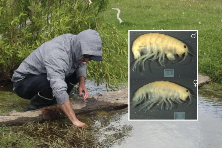Investigadores de la UNPA descubrieron una nueva especie de crustáceo de agua dulce en Santa Cruz
