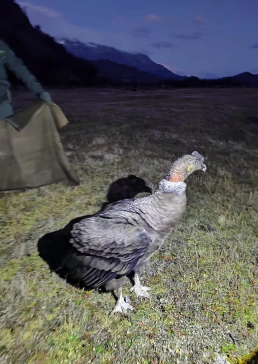Rescataron a un cóndor andino que no podía volar cerca de Perito Moreno Rescataron a un cóndor andino que no podía volar cerca de Perito Moreno