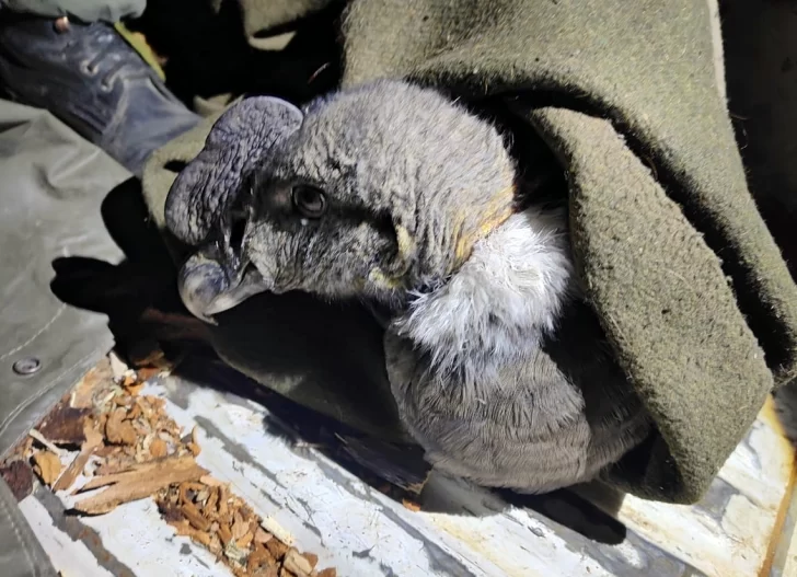 Rescataron a un cóndor andino que no podía volar cerca de Perito Moreno