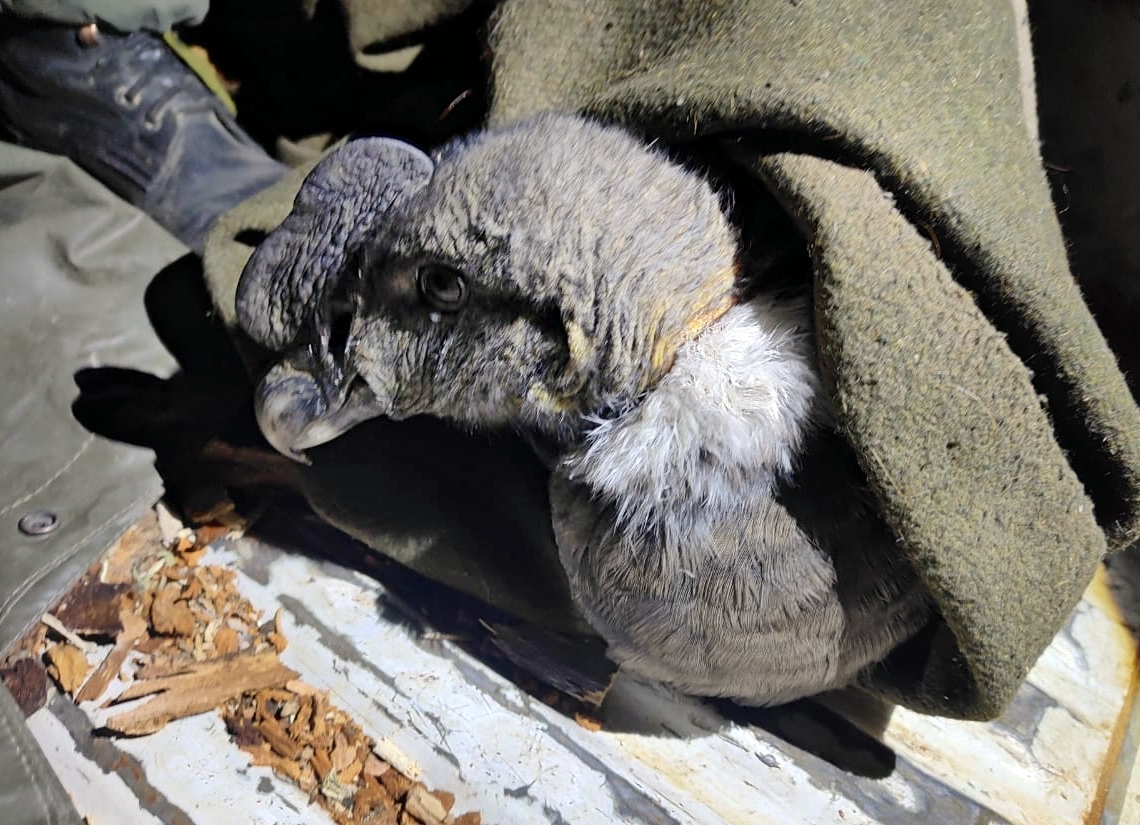 Rescataron a un cóndor andino que no podía volar cerca de Perito Moreno