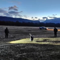 Rescataron a un cóndor andino que no podía volar cerca de Perito Moreno