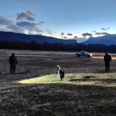Rescataron a un cóndor andino que no podía volar cerca de Perito Moreno