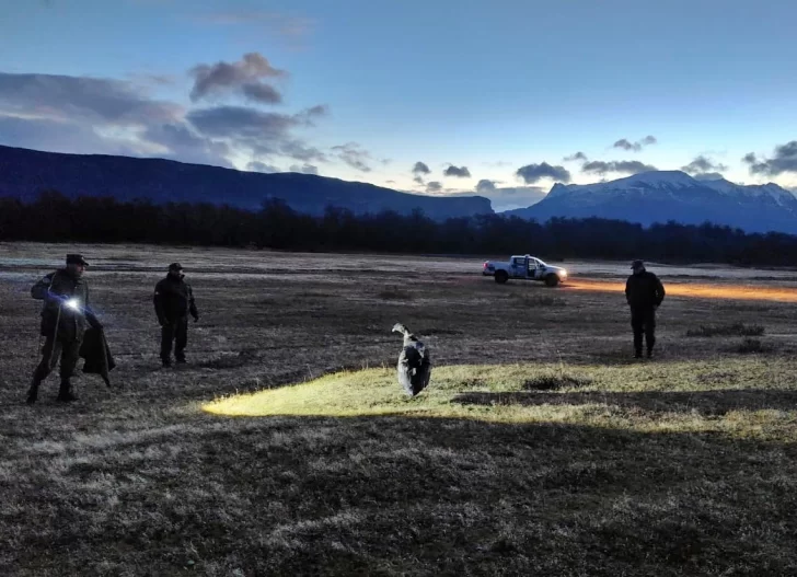 Rescataron a un cóndor andino que no podía volar cerca de Perito Moreno