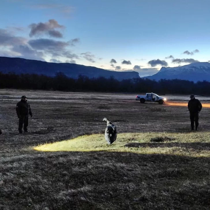 Rescataron a un cóndor andino que no podía volar cerca de Perito Moreno