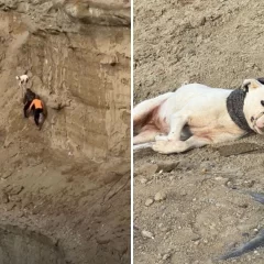 Video. Salvaron a una perra atrapada en el Cerro Chenque: así fue el dramático rescate en una ladera con riesgo de derrumbe