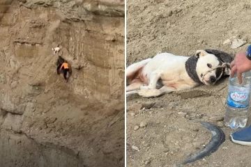 Video. Salvaron a una perra atrapada en el Cerro Chenque: así fue el dramático rescate en una ladera con riesgo de derrumbe