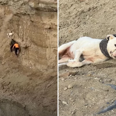 Video. Salvaron a una perra atrapada en el Cerro Chenque: así fue el dramático rescate en una ladera con riesgo de derrumbe