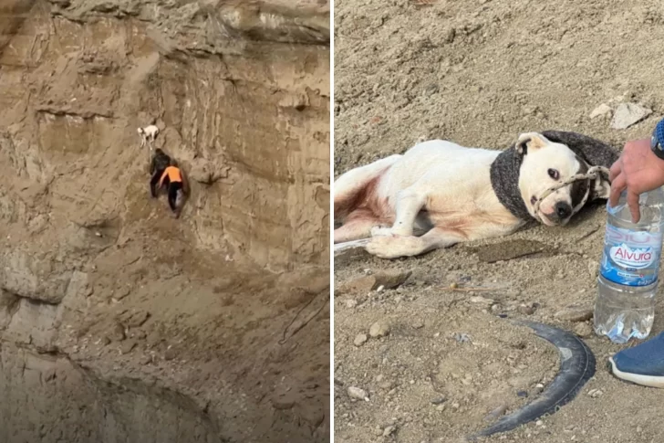 Video. Salvaron a una perra atrapada en el Cerro Chenque: así fue el dramático rescate en una ladera con riesgo de derrumbe