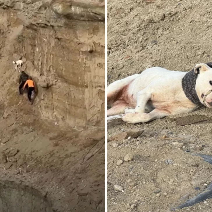 Video. Salvaron a una perra atrapada en el Cerro Chenque: así fue el dramático rescate en una ladera con riesgo de derrumbe