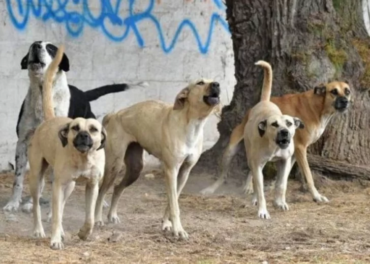Caleta Olivia sufre otro violento ataque de perros: una joven fue hospitalizada