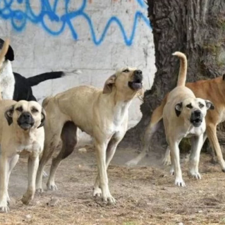 Caleta Olivia sufre otro violento ataque de perros: una joven fue hospitalizada