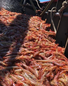 Datos del INDEC: cayó 88% la pesca nacional de langostinos Datos del INDEC: cayó 88% la pesca nacional de langostinos