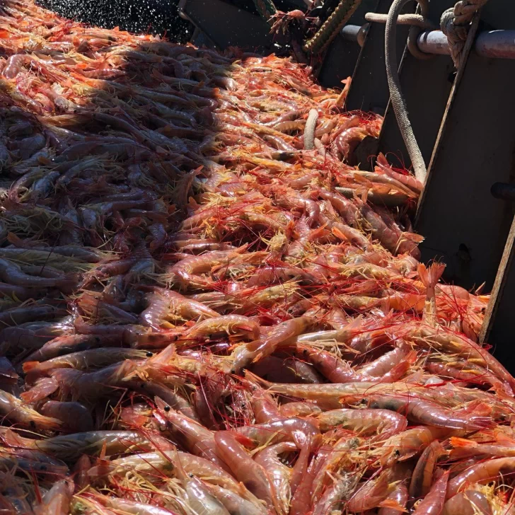 Datos del INDEC: cayó 88% la pesca nacional de langostinos Datos del INDEC: cayó 88% la pesca nacional de langostinos