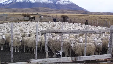 Diputados aprobó penas de hasta 10 años por vandalismo rural y daños a la producción Diputados aprobó penas de hasta 10 años por vandalismo rural y daños a la producción
